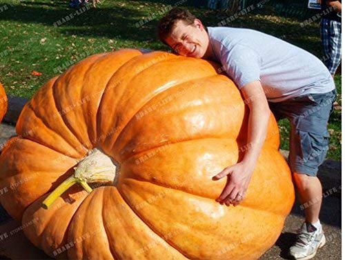 Semillas de calabaza gigante nueva 20+ semillas de la calabaza Cucurbita pepo orgánicos -