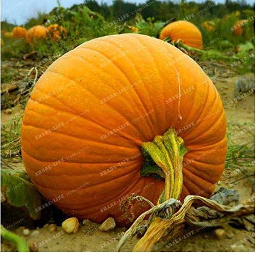 Semillas de calabaza gigante nueva 20+ semillas de la calabaza Cucurbita pepo orgánicos -