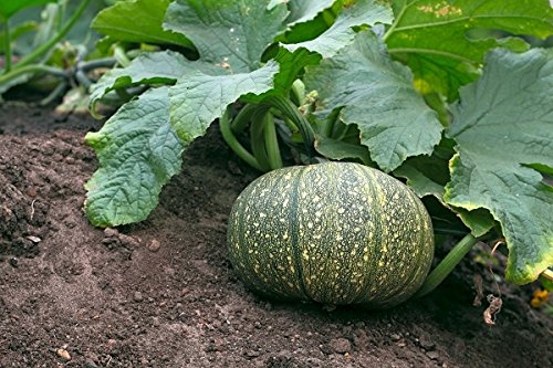 Semillas de calabaza Miranda - Cucurbita pepo