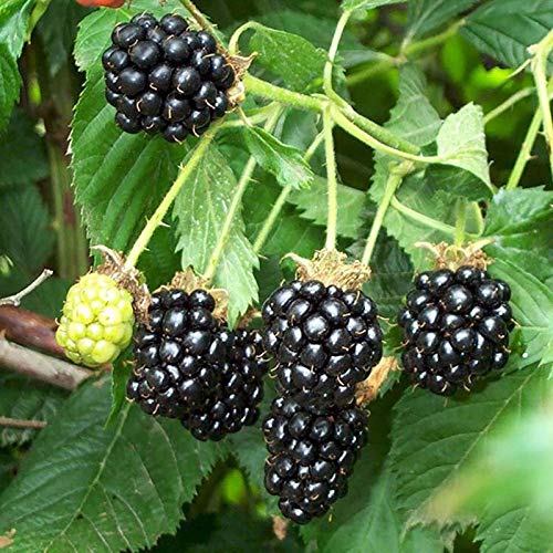 Semillas zarzamora, 200pcs / bag Negro Frambuesas Semillas Semillas dulce nutritivo delicioso Negro frambuesa fruta para regalo ideal jardinería al aire libre