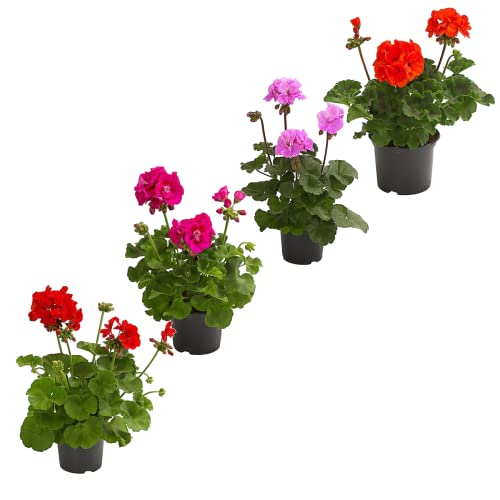 Set 4 Geranios DECOALIVE Plantas con Flor de Calidad