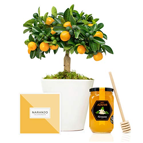 Set Regalo Gourmet Azahar con Naranjo Enano Calamondin 38 cm en maceta de 16 cm diámetro con guía de cuidados, miel de azahar y cuchara de madera para miel en caja regalo