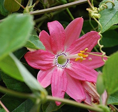 Shoppy Star: 10 curuba Semillas (Passiflora mollissima) Alias CURUBA, plátano Poka