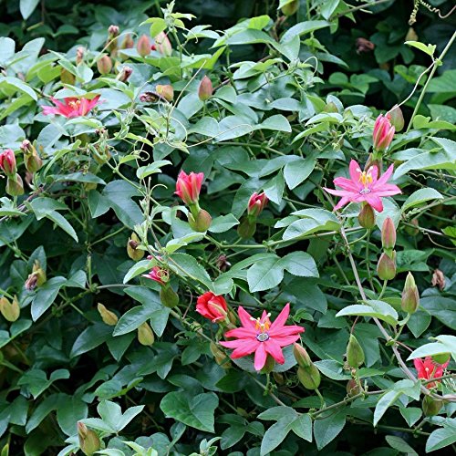 Shoppy Star: 10 curuba Semillas (Passiflora mollissima) Alias CURUBA, plátano Poka