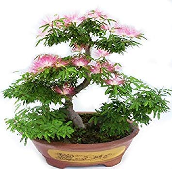 Shoppy Star: Semillas Albizia Julibrissin Bonsai - rosa persa rara flor Flores - del árbol de seda Mimosa - 20 semillas