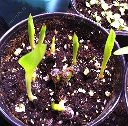 SwansGreen bulbos verdaderos cala, bonsai flor bombillas Zantedeschia aethiopica (no calla lily semilla) con bulbo maceta raíz para jardín 2 piezas 16