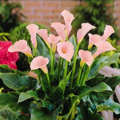 SwansGreen bulbos verdaderos cala, bonsai flor bombillas Zantedeschia aethiopica (no calla lily semilla) con bulbo maceta raíz para jardín 2 piezas 16