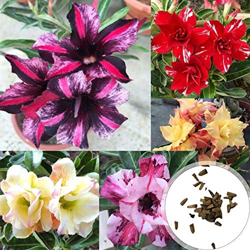 TOYHEART 20 Piezas De Semillas De Flores De Primera Calidad, Semillas De Rosas del Desierto, Dulces, Fáciles De Plantar, Coloridas Semillas De Rosas del Desierto De Adenium Obesum para Oficina 5