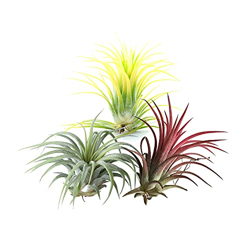 Trio de Tillandsias de Color Rojo, Verde y Amarillo Pack de Plantas del Aire o Claveles del Aire Tillandsia Ionantha