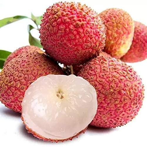 15 Piezas Semillas De Lichi Para Plantar Frutas De Colores Brillantes Con Variedades De Cáscara Roja Ampliamente Utilizadas Fácil De Cuidar Brinda Una Sensación De Logro