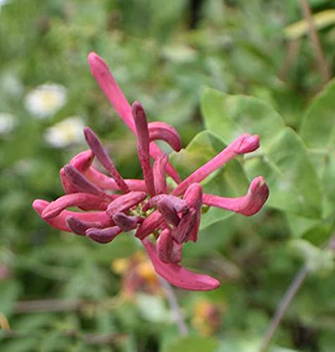 30 Piezas Semillas De Madreselva Forma Especial Olor Aromático Patio Exterior Terraza Crecimiento Natural Atractivo Parada Y Admiración Plantación De Jardín Al Aire Libre