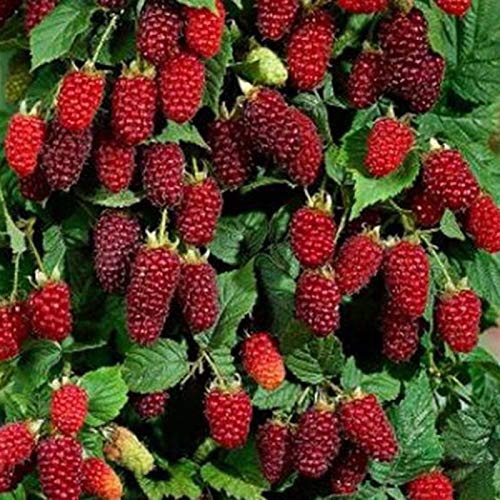 50 semillas de frambuesa roja deliciosa fruta dulce y jugosa planta de jardín, patio, 50 unidades de semillas de frambuesa para mujeres, hombres, niños, principiantes, jardineros regalo