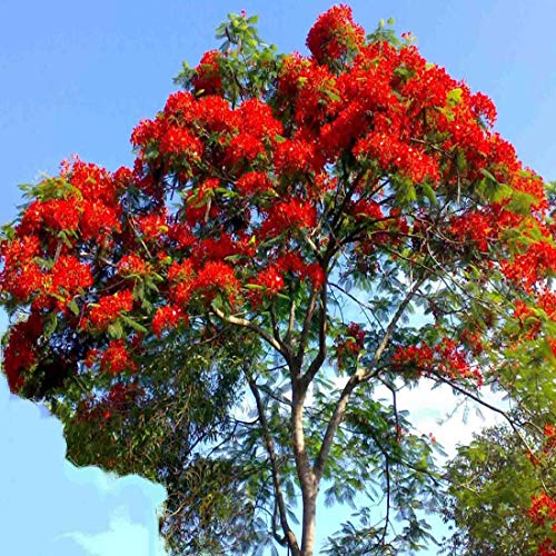 6 Semillas de Ponciana Framboyán (Delonix regia)