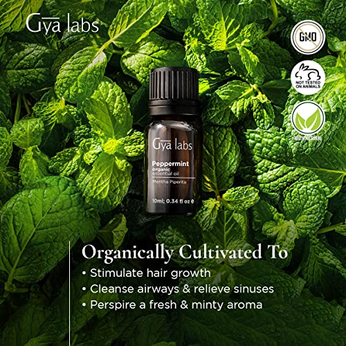 Aceite esencial de menta orgánico de Gya Labs para el crecimiento del cabello, alivio del dolor y dolores de cabeza, sinusitis clara y congestión, grado terapéutico 100% puro para aromaterapia, 10 ml