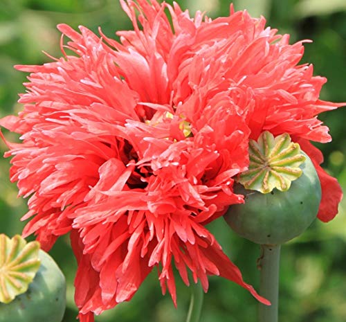 Amapola de opio - Papaver somniferum - ¡500 semillas!