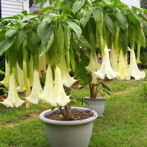 Blanco Datura Seeds, Brugmansia Ángel trompetas, Semillas Bonsai flor del árbol de 10 partículas / lot