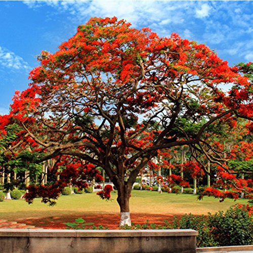 C-LARSS 10 Piezas Delonix Regia Seeds, Planta De Jardín De árbol De Llama Extravagante Bonsái Para Exteriores