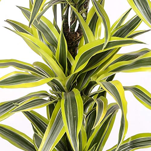 Dracaena Lemon Lime - 2 troncos - Altura total aprox. 80cm. - Planta viva - (envíos sólo a península)