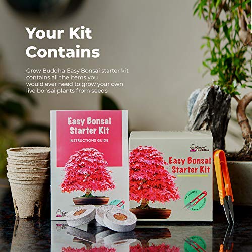 Kit Haga crecer su propio Bonsái - Cultiva fácilmente 4 tipos de árboles Bonsái con nuestro kit de semillas de Bonsái completamente para principiantes - Kit de semilla, Idea única de regalo