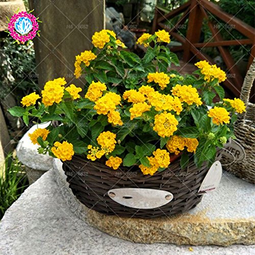 Nueva Lantana camara en maceta semillas 50Pcs / bolso flores raras para el jardín de planta las flores Bonsai Semillas de Flores del envío 4