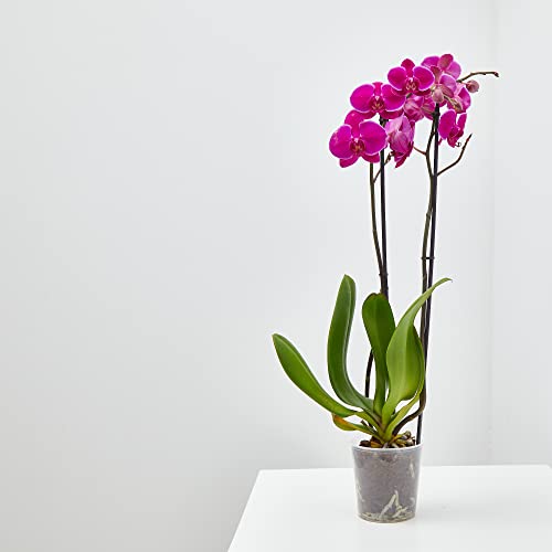 Planta Orquidea phalaenopsis natural 2 tallos maceta Ø12cm - Verdecora… (Morada)