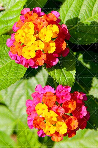 Shopvise 50Pcs Lantana camara cinco colores Hydrangea, perenne ornamental de semillas para jardín: 4