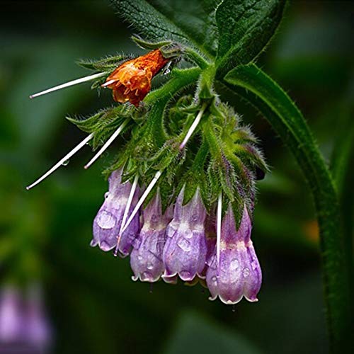 100 semillas medicinales de consuelda Radix Lithospermi para jardín, plantas de jardín para mujeres, hombres, niños, principiantes, regalo de jardineros