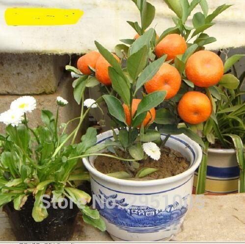 10pcs / lot Balcón Patio maceta Árboles frutales plantados Semillas kumquat naranja mandarina Citrus 2