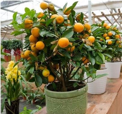 10pcs / lot Balcón Patio maceta Árboles frutales plantados Semillas kumquat naranja mandarina Citrus 2