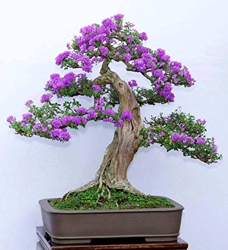 15 Semillas Syringa vulgaris (lila púrpura Común Árbol) Bonsai