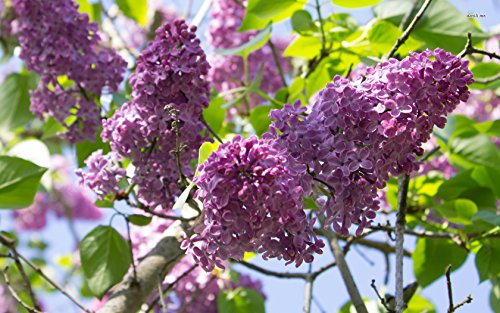 20Seeds, lila 'Oldfashioned' ~ púrpura/rosa ~"Syringa vulgaris" ~ arbusto perenne