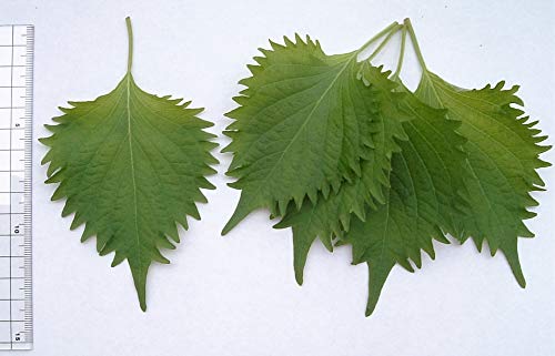 300 VERDE shiso aka Semillas Perilla frutescens ornamental de la hierba verde y púrpura