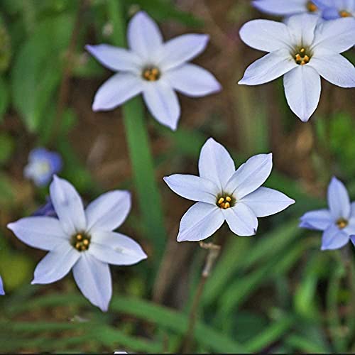 5 Piezas Bulbos De Zephyranthes Perennes Elegantes Hermosos Azul Claro Lirio De Lluvia Bulbo Tubérculos Para Plantar Fragancias Especiales Flores Cortadas Refinadas Decoración