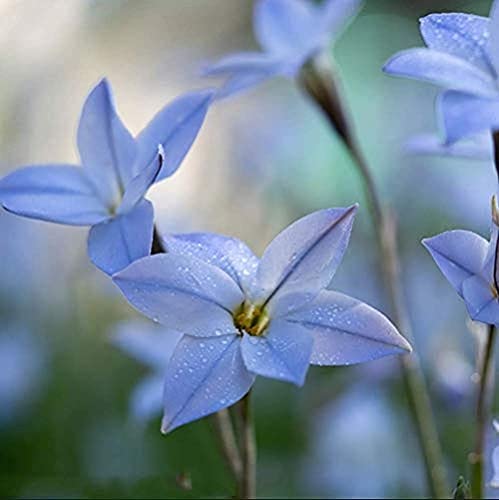 5 Piezas Bulbos De Zephyranthes Perennes Elegantes Hermosos Azul Claro Lirio De Lluvia Bulbo Tubérculos Para Plantar Fragancias Especiales Flores Cortadas Refinadas Decoración