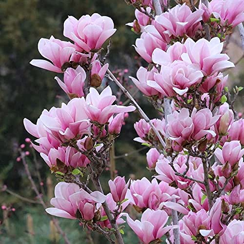 50 piezas de semillas de magnolia flores perfumadas delicadas de color rosa fáciles de plantar germinar variedades populares árboles de hoja caduca plantados en la granja del patio