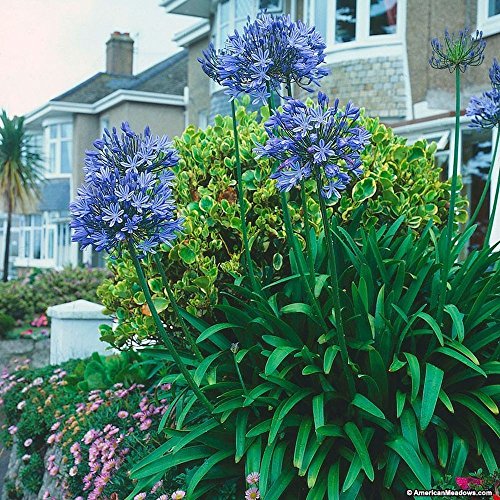 Agapanthus africanus azul del lirio africano de las semillas nil