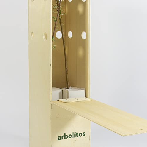 Álamo o Chopo - Arbolito en Cepellón - Alveolo Forestal de 30-40 cm - Presentado en una bonita caja de madera (2)