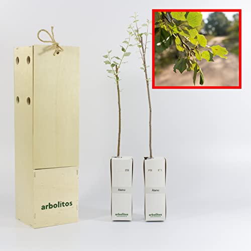 Álamo o Chopo - Arbolito en Cepellón - Alveolo Forestal de 30-40 cm - Presentado en una bonita caja de madera (2)