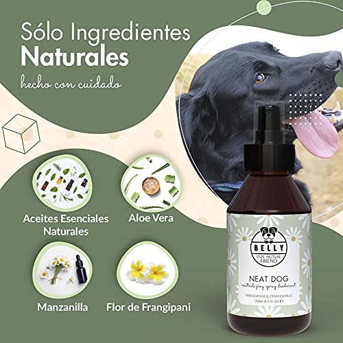 Belly Colonia para Perros, Fragancia Manzanilla - Spray Colonia Perros Cachorros y Adultos - Perfume Perro Fresco e Hidratante - Desodorante Perro, Efecto Duradero - Colonia Mascotas Vegana, 250 ml