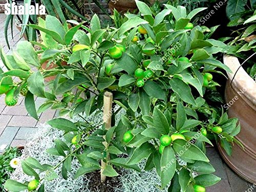 Bloom Green Co. 30 pcs/bolsa Enano Kumquat Balcn Patio Bonsai Jugosa Naranja Ãrbol frutal Planta Exterior Ctricos dulces Planta Seedfor Maceta: 4