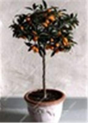 Bloom Green Co. 30 pcs/bolsa Enano Kumquat Balcn Patio Bonsai Jugosa Naranja Ãrbol frutal Planta Exterior Ctricos dulces Planta Seedfor Maceta: 4