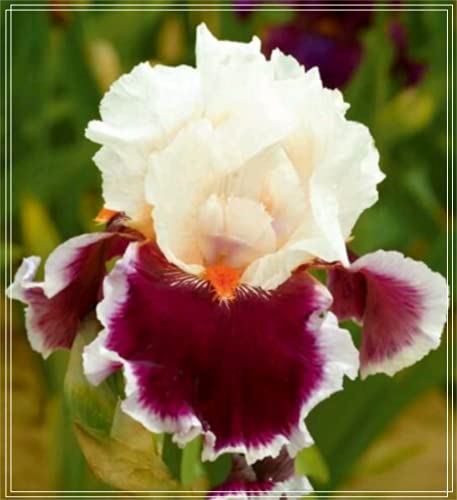 Bulbos de Iris Blanco,Hermosa Juventud, Escalonada Arriba Y Abajo De Flores Exóticas, Las Flores Están En Plena Floración,Pétalos Con Forma De Arcoíris,-3 Bulbos,B