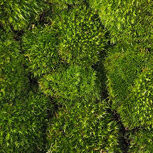 CocaFlora - Musgo vivo, árboles blancos (Leucobryum glaucum), musgo de cojín, sustrato húmedo y seco, decoración eficaz, para el bosque en cristal, 1 litro.