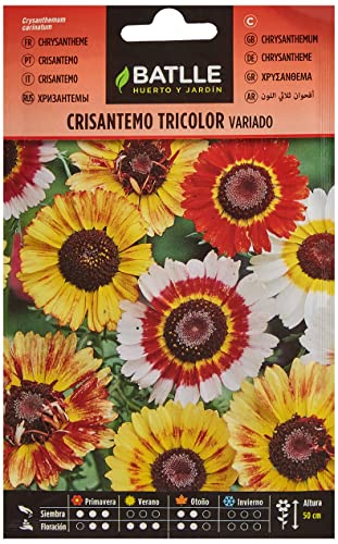 Crisantemo TRICOLOR