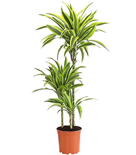 Dehner Árbol de dragón limón de 3 piezas, aprox. 110 – 120 cm, diámetro de maceta 21 cm, planta interior