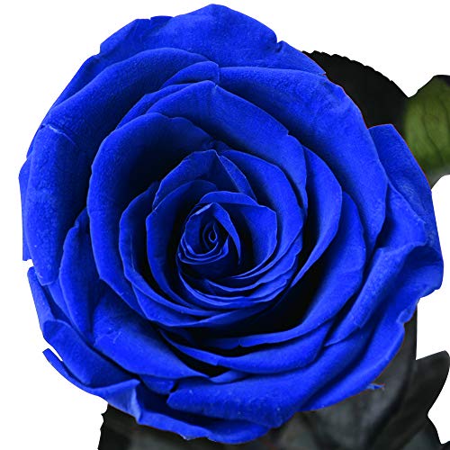 Dewanxin Rosa Eterna,Rosa Natural Preservada,para Decoración del Hogar Boda San Valentín Día de la Madre Navidad Aniversario Cumpleaños - Roja (Blue)