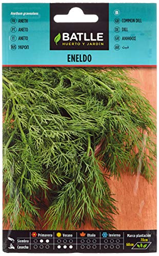 Eneldo - Anethum graveolens