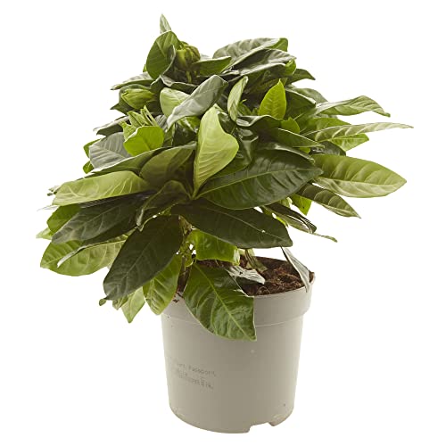 Gardenia natural maceta Ø13cm Verdecora