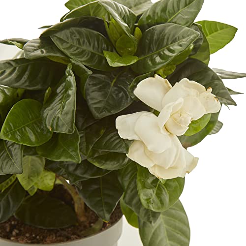 Gardenia natural maceta Ø13cm Verdecora