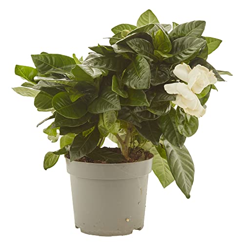 Gardenia natural maceta Ø13cm Verdecora